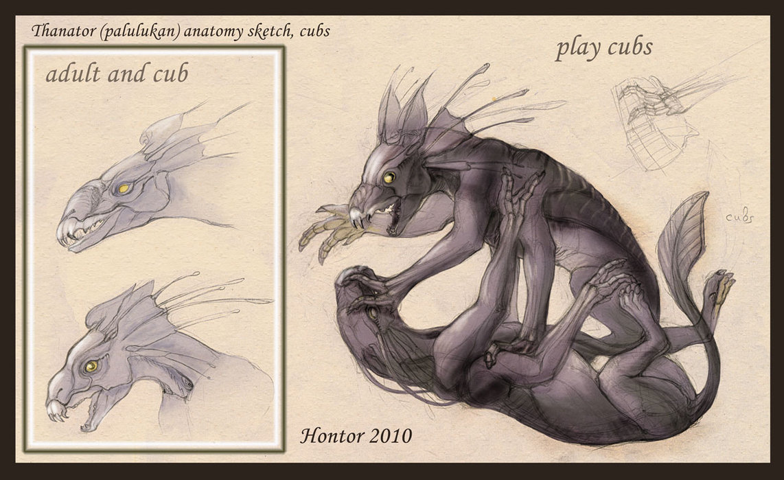 Thanator_anatomy_sketch_4_by_hontor